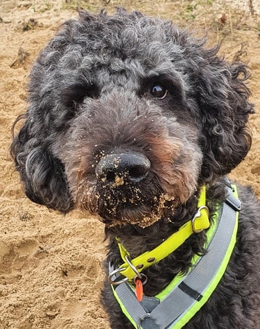 dogwalking Leipzig | Kundenhund Buddy Doodle Mix