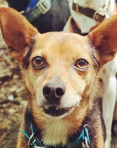 dogwalking Leipzig | Kundenhund Chili