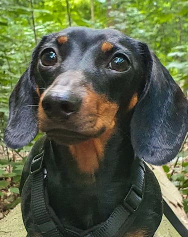 dogwalking Leipzig | Kundenhund Dackel