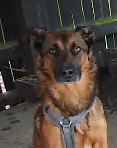 Dogwalking Leipzig | Kundenhund Filio