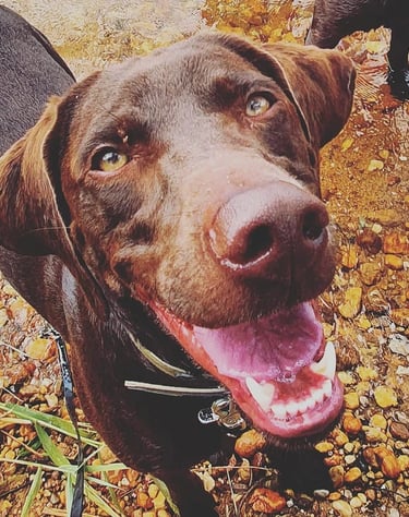 dogwalking Leipzig | Kundenhund Labrador Mix