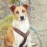 Dogwalking Leipzig | Kundenhund Terrier Mix