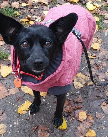 dogwalking Leipzig | Kundenhund Tosha
