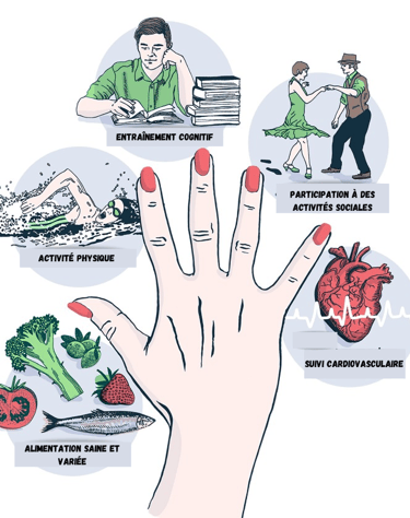 Illustration de l'étude FINGER (Martina Krona)
