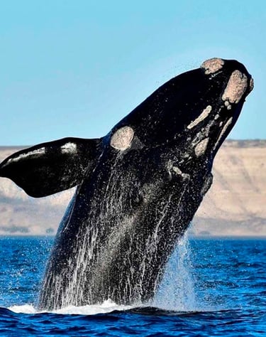 Ballena Franca Austral, Peninsula Valdes