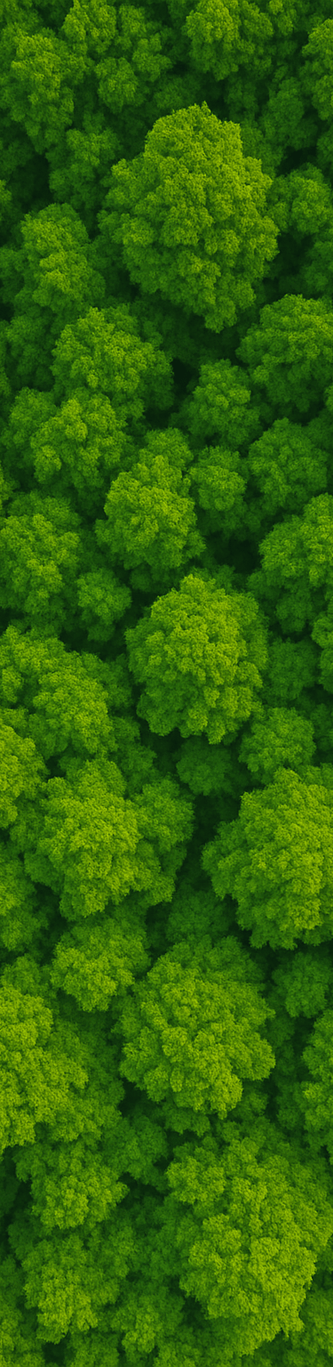 a green tree in the middle of a forest