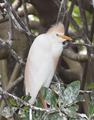 cattle heron in bardiya