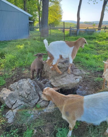 Fainting Goats Playing on Pennsylvania Farm