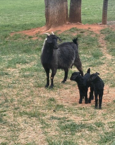 Elinor and Elene (doelings)