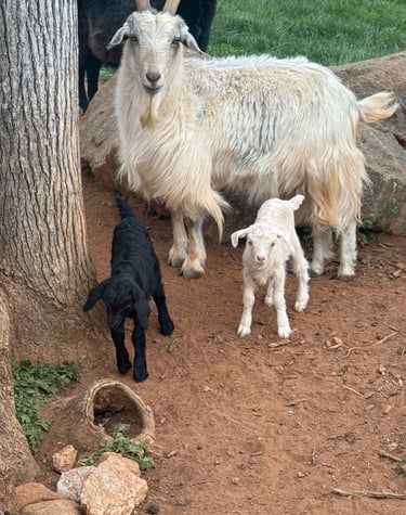Evan (black buckling), Elise (white doeling)
