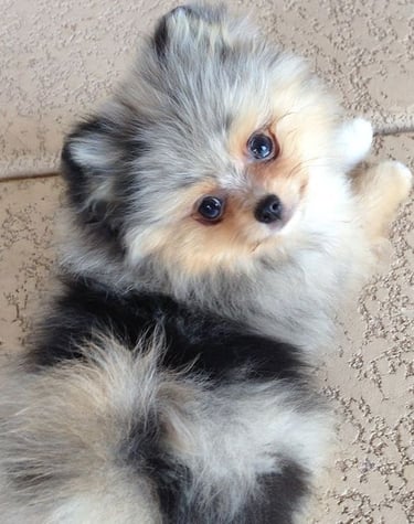 cachorro pomerania en venta argentina