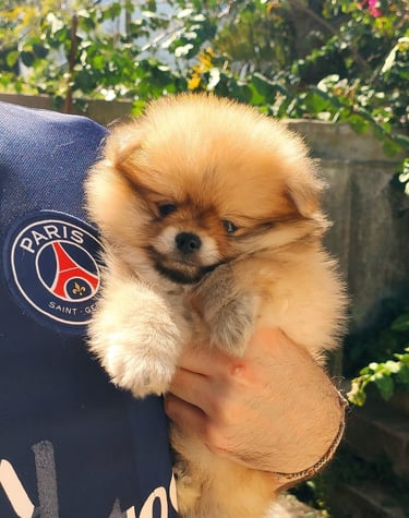 pomerania venta