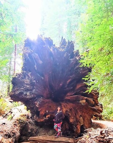 CA Coast - A giant redwood fallen over, see the la hole on the bottom that runs up the center