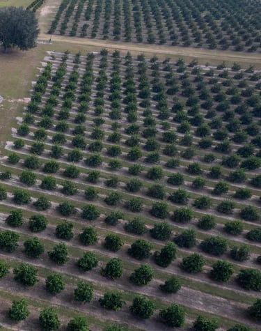 drone image of a citrus field