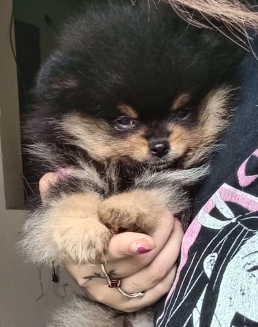 criadero pomerania buenos aires