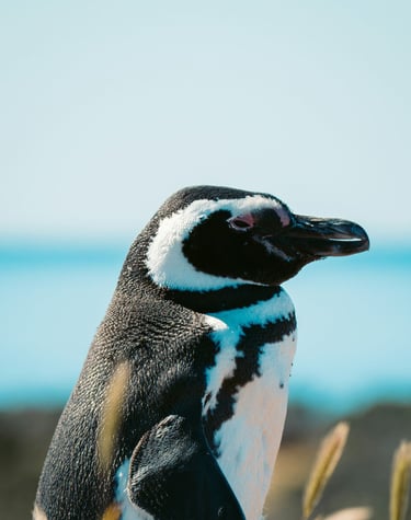 pingüino de Magallanes punta tombo