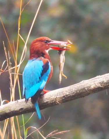 King fisher in Bartdiya