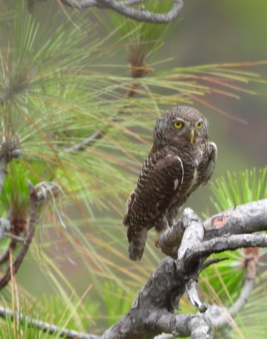 petite chouette foret Satalla