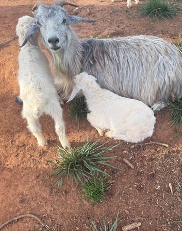 Esau (buckling), Eden (doeling)