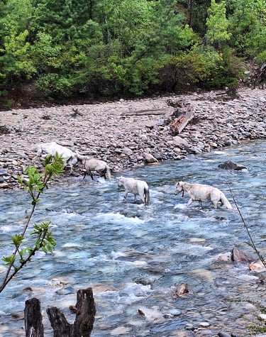 horses crossing the river in Dolpo