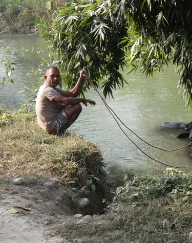 Bathing a buffalo at Thakurdwara