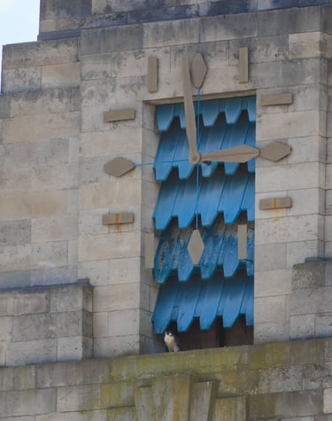 A Peregrine falcon sits on a clocktower ledge.