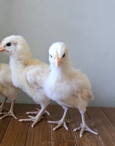 3 bresse chicks with blue legs one chick looking at the camera