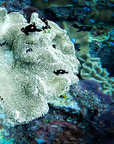 a coral reef with a group of fish swimming in the water