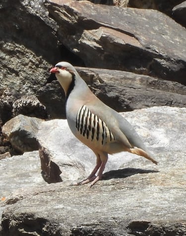 oiseau au lac Phoksundo