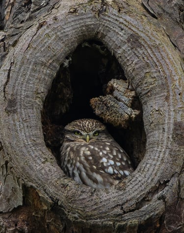 A Little Owl in its nest hole in Kensington Gardens.