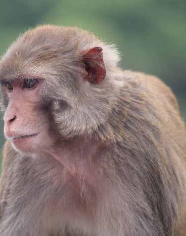 macaque in bardiya forest