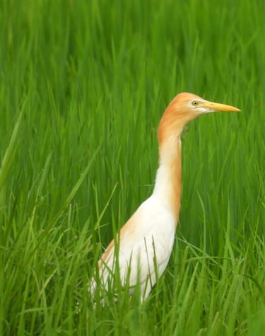 Eastern cattle Egret in Bardiya