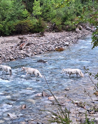 chevaux traversant la rivière  -Phoksundo