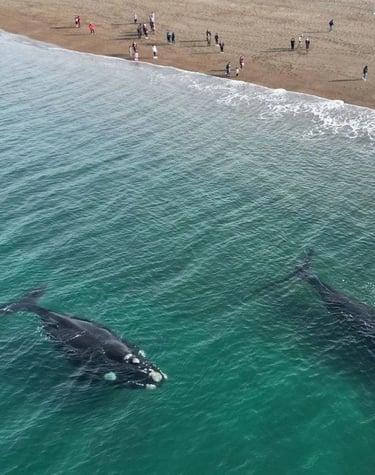 ballenas en el doradillo