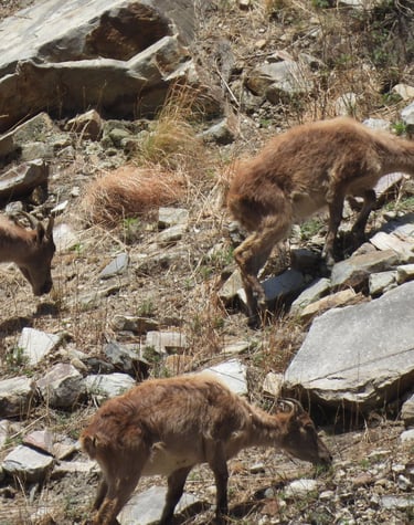 Gorals dans le Dolpo