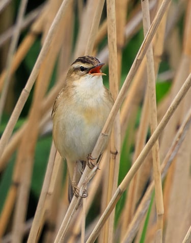 A Sedge warbler singing in a reed bed