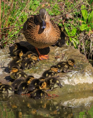 A female Mallard with a brood of ducklings