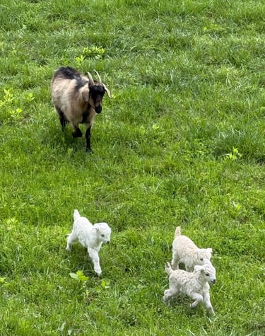 Eloise, Elsa, Enid (doelings)