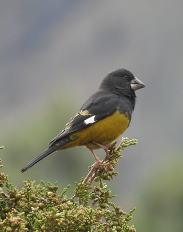 bird in Dolpo