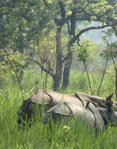 rhino in the Bardiya jungle
