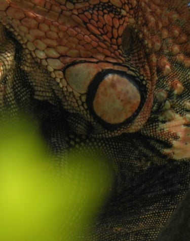 an iguana in a tree in Costa Rica