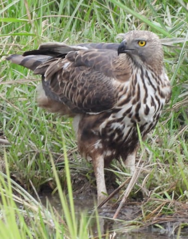 eagle  in Bardia National Park
