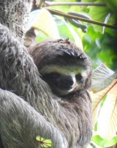 A sloth in a tree in Costa Rica 
