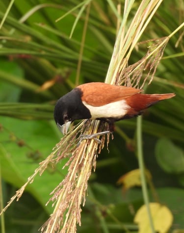 Terai bird in Bardiya