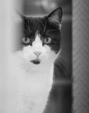 Chat ehpad Arc En Ciel Odyssée du XXème Siècle