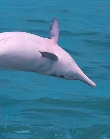 pink dolphin tour samui