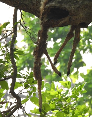 crow's feet in a tree in Bardia Forest