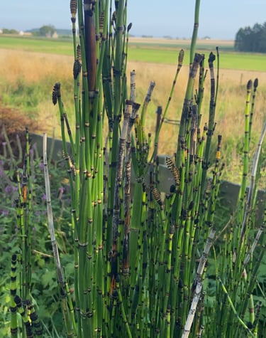 Tall green plants in the garden