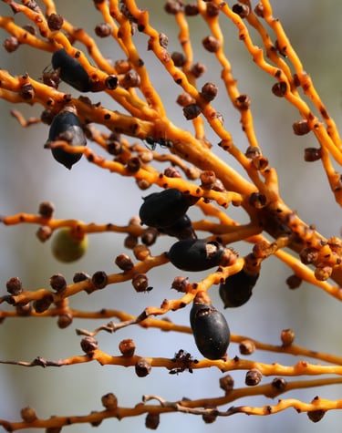 Fruits picked in the mountains