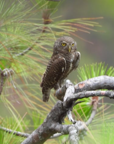 Owl in the forest in Dailehk district